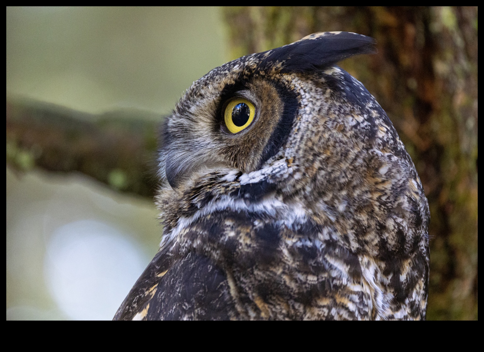 ינשופים של העולם: מבט מקרוב על הטורפים הליליים האלה