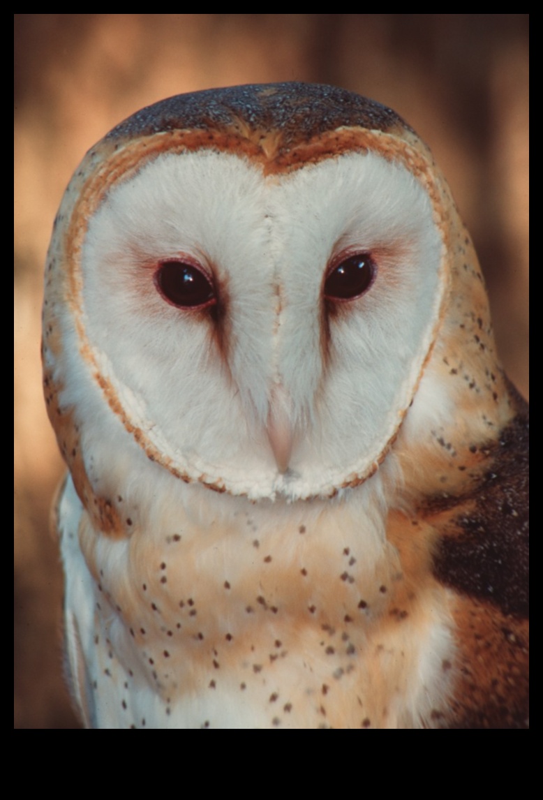 ינשופים של העולם: מבט מקרוב על הטורפים הליליים האלה