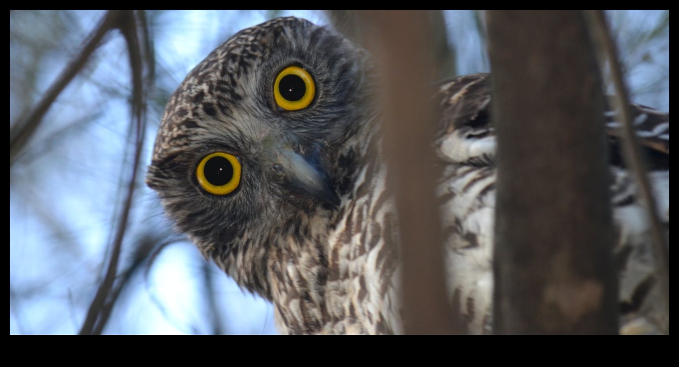 ינשופים של העולם: מבט מקרוב על הטורפים הליליים האלה