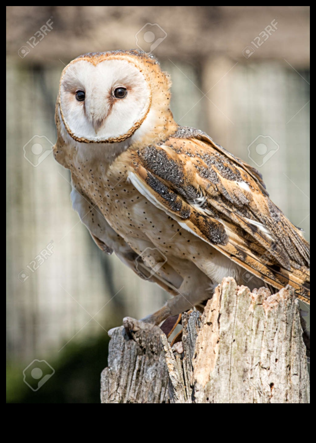 ינשופים של העולם: מבט מקרוב על הטורפים הליליים האלה