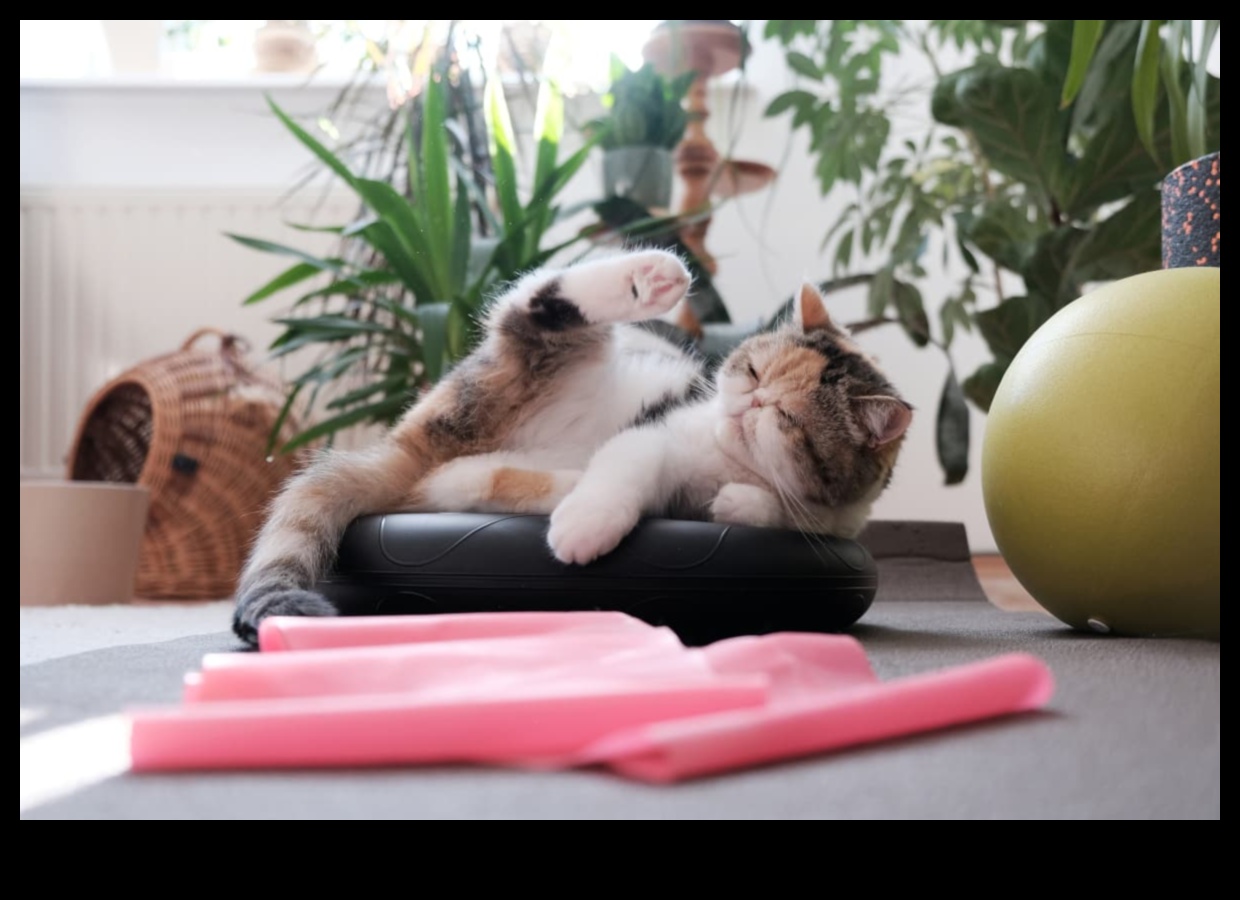 חתולים כושר: שמירה על החתול שלך פעיל ובריא