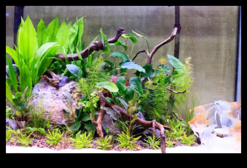 Fish Tank Zen המשיך לשפר את תאורת האקווריום לשלווה 4 זן דגי טנק המשך: שיפור תאורת האקווריום לשלווה