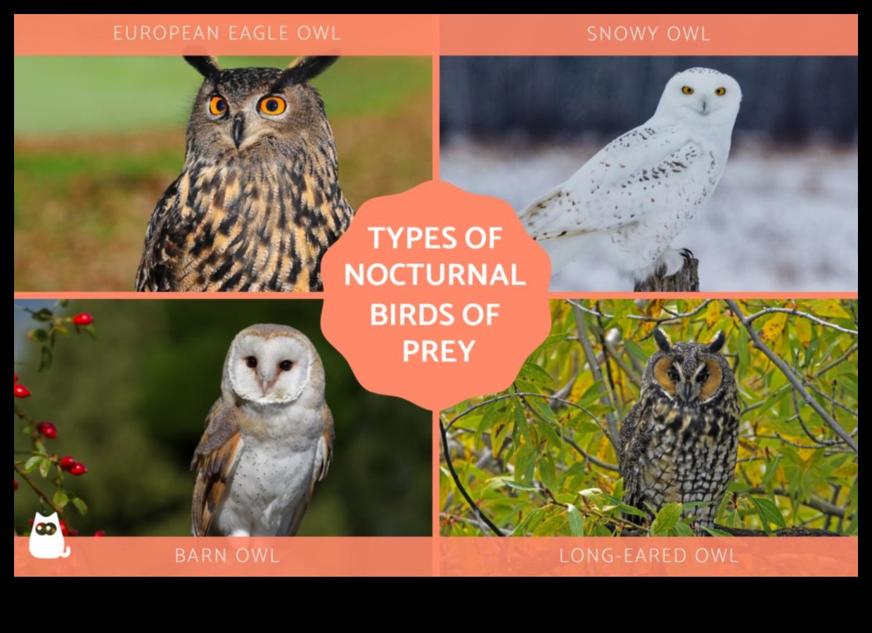 המדריך של ינשוף הלילה לינשופים: הבנת דורסים ליליים