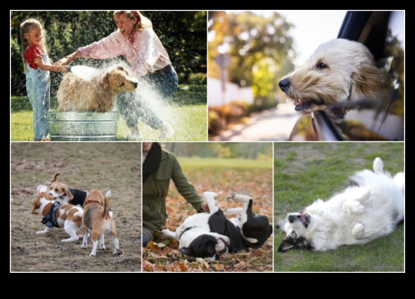 בלשי כלבלב: פתרון תעלומות התנהגות נפוצות של כלבים