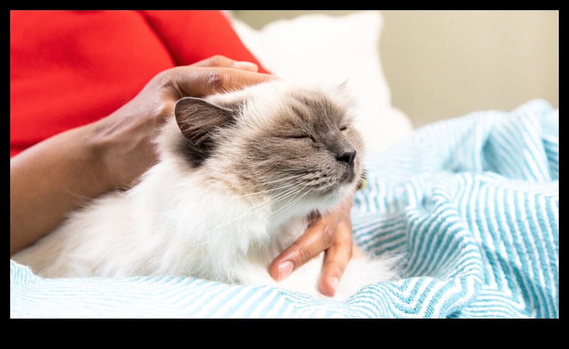 חללים בהתאמה אישית לגרגר: התאמת ביתך לנוחות החתול שלך