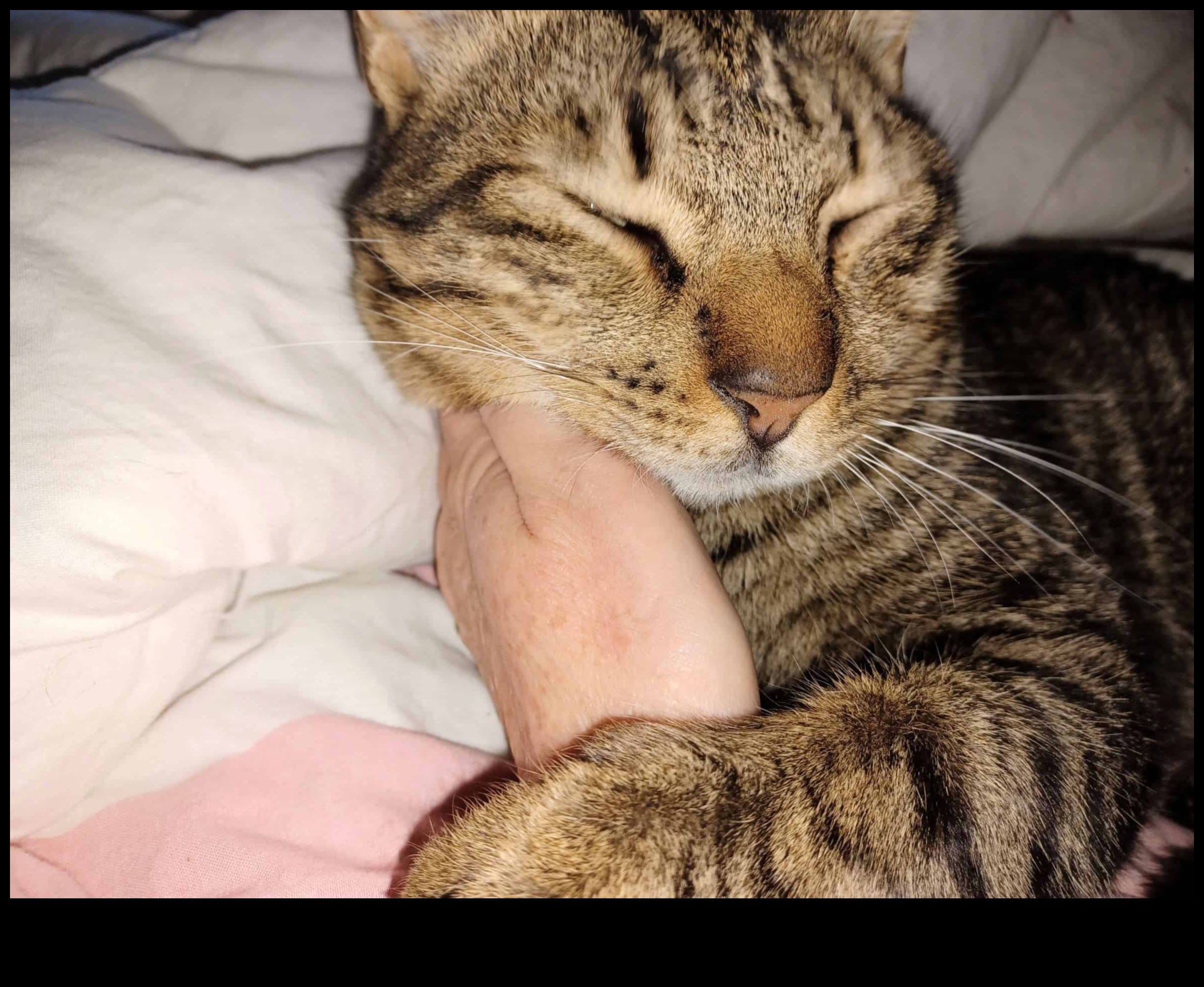 חללים בהתאמה אישית לגרגר: התאמת ביתך לנוחות החתול שלך