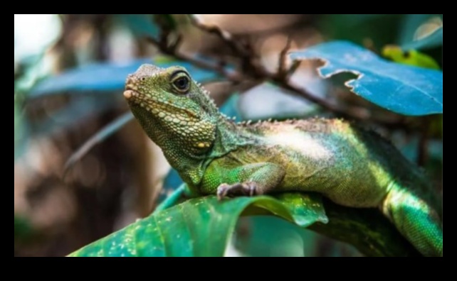 זוחלים בעצמכם מקומות שיזוף בעצמכם במקומות שיזוף עבור החברים בדם קר שלכם 5 המשך נסיגת זוחלים: נקודות שיזוף עשה זאת בעצמך לזוחלים