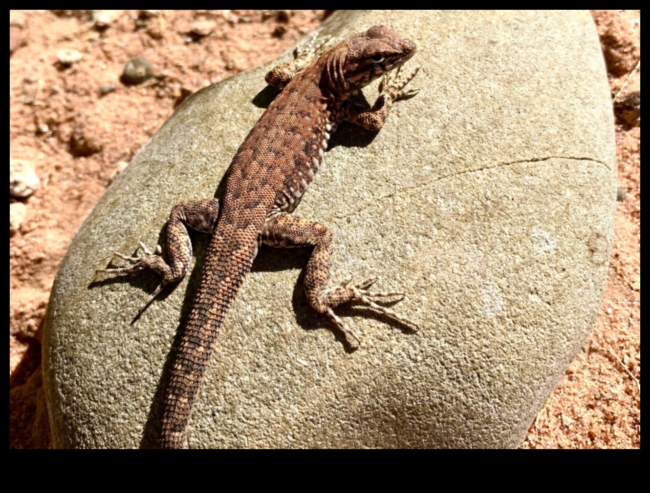 זוחלים ב-Retreat נקודות שיזוף עשה זאת בעצמך עבור החברים שלך בדם קר 3 המשך נסיגת זוחלים: נקודות שיזוף עשה זאת בעצמך לזוחלים