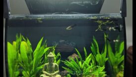 Fish Tank Finery 7 גימור מסוגנן לאקווריום האינדיבידואלי שלך 5 פינרי דגים: גימור לאקווריום מסוגנן