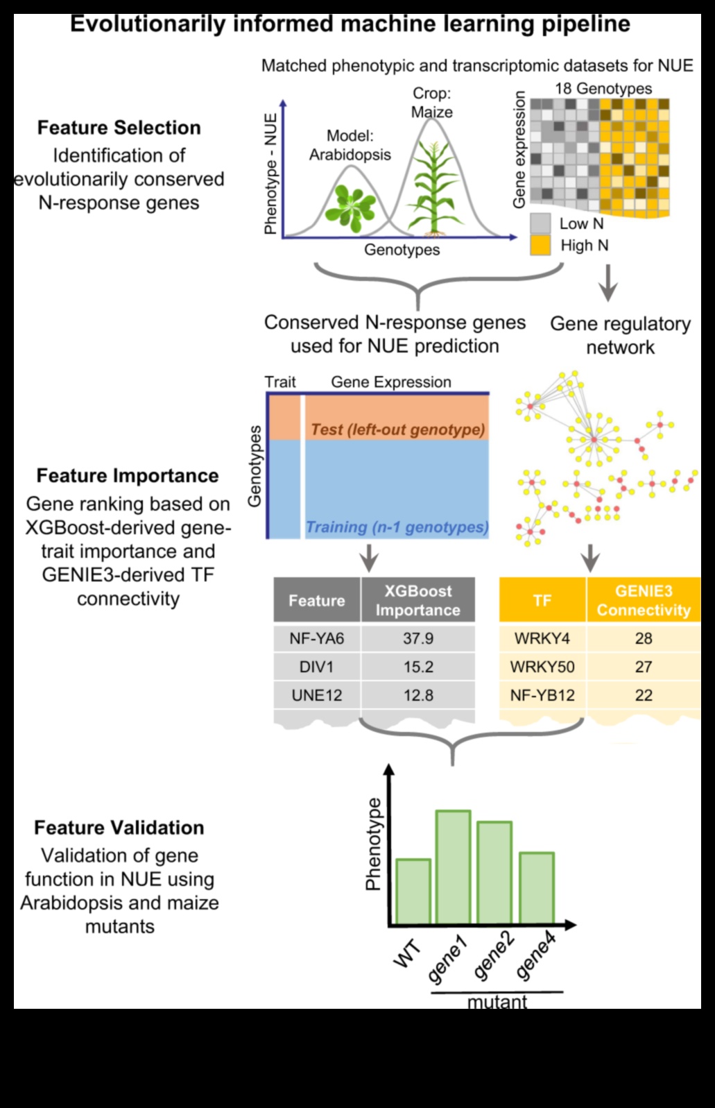 אבולוציה של ביטוי: למידת מכונה לאורך הדורות