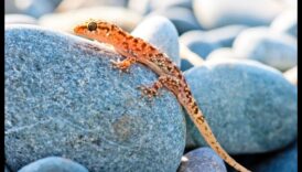 המשך נסיגת זוחלים: נקודות שיזוף עשה זאת בעצמך לזוחלים