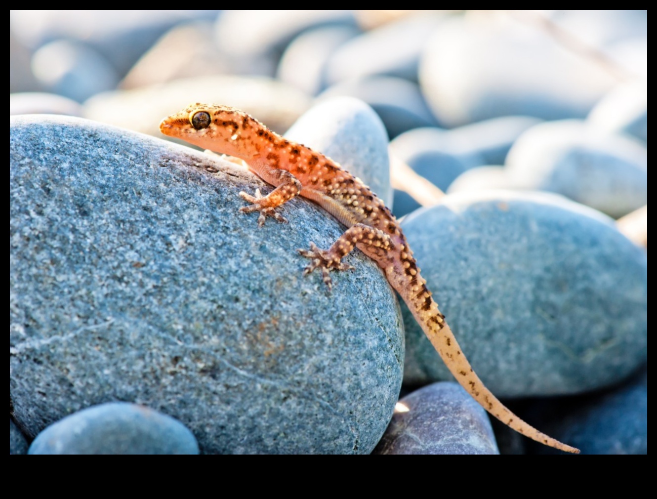 זוחלים ב-Retreat נקודות שיזוף עשה זאת בעצמך עבור החברים שלך בדם קר 1 המשך נסיגת זוחלים: נקודות שיזוף עשה זאת בעצמך לזוחלים