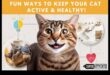 חתולים כושר: שמירה על החתול שלך פעיל ובריא