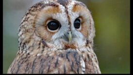 ינשופים של העולם: מבט מקרוב על הטורפים הליליים האלה