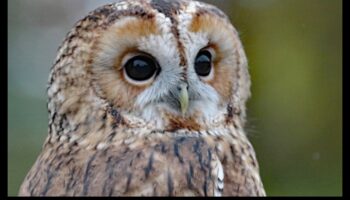 ינשופים של העולם: מבט מקרוב על הטורפים הליליים האלה