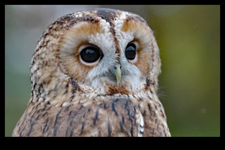 ינשופים של העולם: מבט מקרוב על הטורפים הליליים האלה