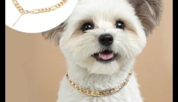 קסם כלבים: אביזרים מקסימים לקולר של הכלב שלך